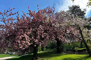 Ein Stadthaus wie kein anderes – Geschichte, Charme & Rückzugsort mitten in Münster